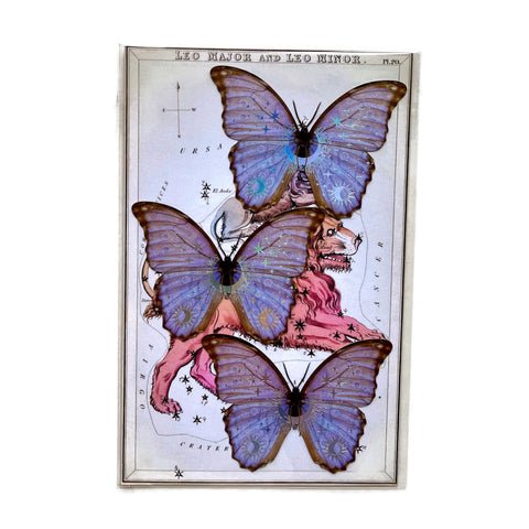 Moths Paper Ephemera