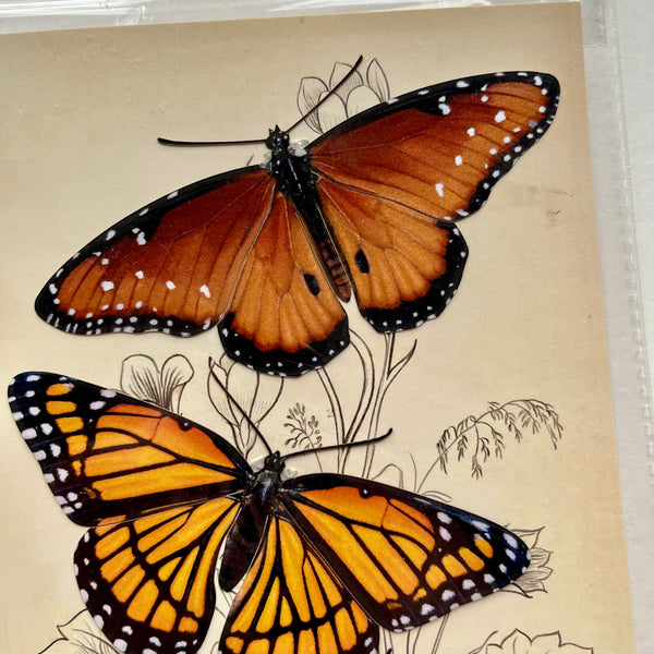 Butterflies Paper Ephemera