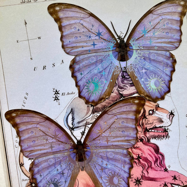 Moths Paper Ephemera
