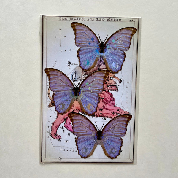 Moths Paper Ephemera