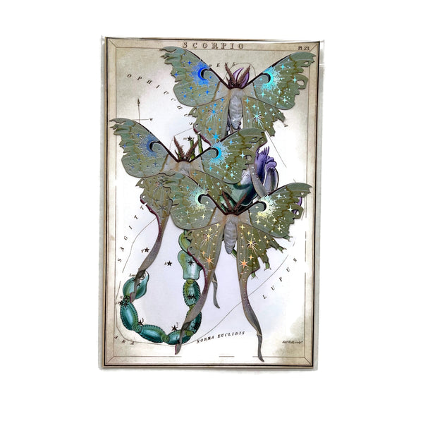 Moth Specimen Paper Ephemera