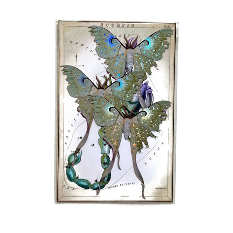 Moth Specimen Paper Ephemera