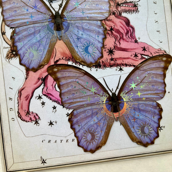 Moths Paper Ephemera