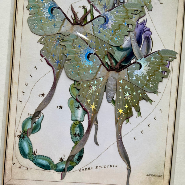 Moth Specimen Paper Ephemera