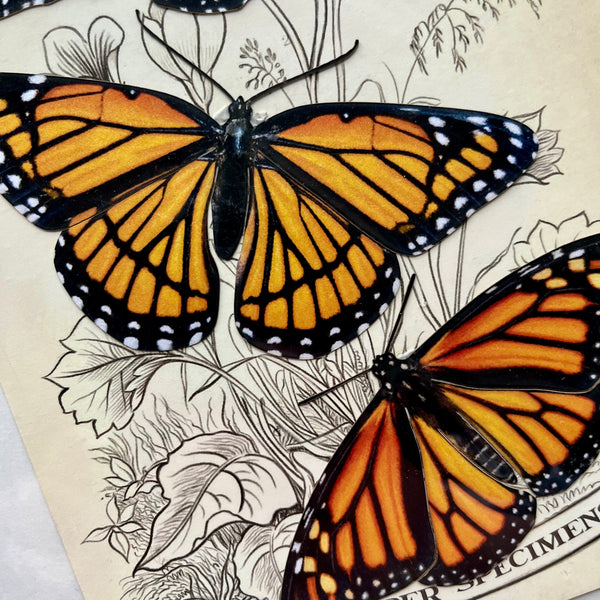Butterflies Paper Ephemera