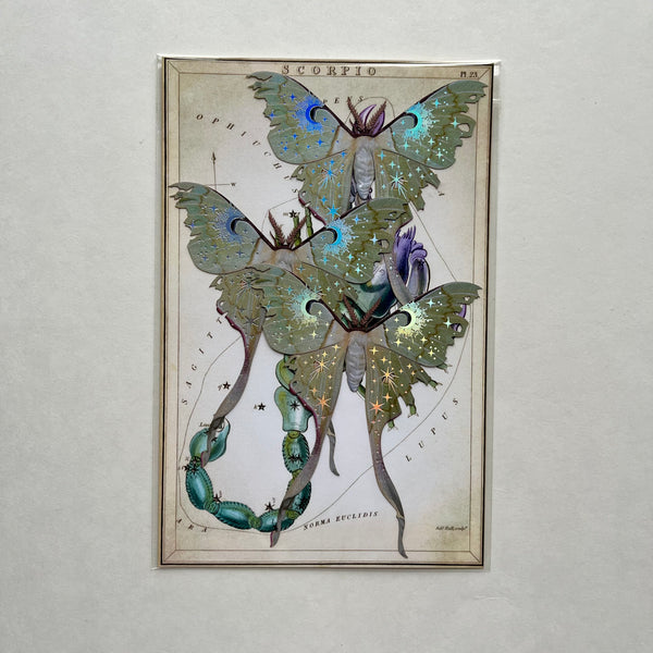 Moth Specimen Paper Ephemera